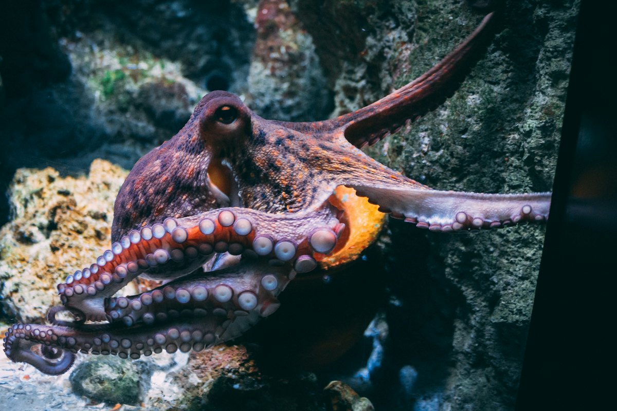 Twelve Animal Facts That Sound Completely Made Up