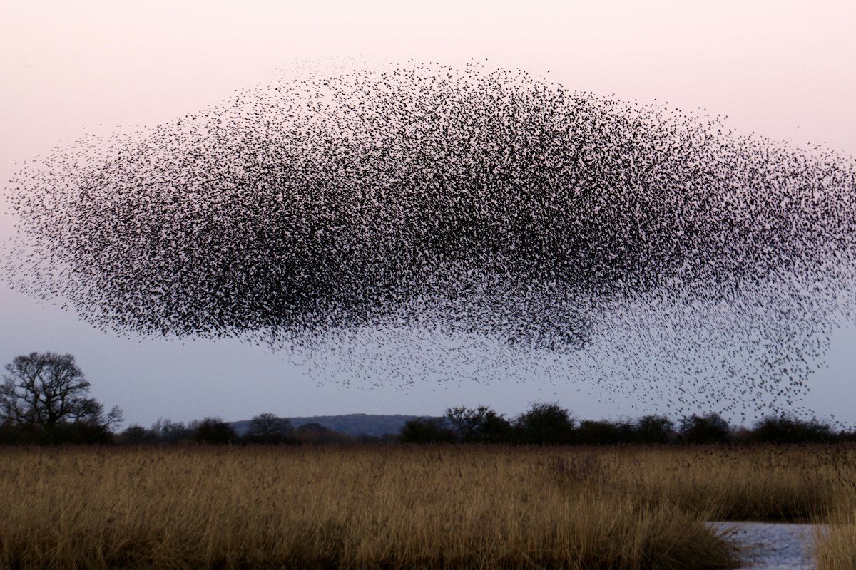 Collective Nouns for Animals, From a Murder to a Parliament